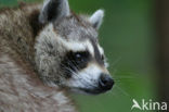 northern raccoon (Procyon lotor)
