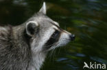 northern raccoon (Procyon lotor)