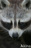 northern raccoon (Procyon lotor)