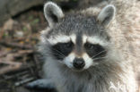 northern raccoon (Procyon lotor)