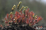 Zonnedauw (Drosera spec.)