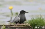 Zwarte Stern (Chlidonias niger) 