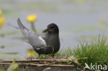 Zwarte Stern (Chlidonias niger) 