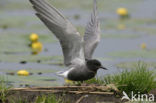 Zwarte Stern (Chlidonias niger) 