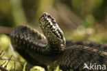 Common Viper (Vipera berus)