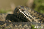 Common Viper (Vipera berus)