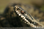 Common Viper (Vipera berus)