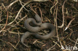 Common Viper (Vipera berus)