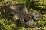 Common Viper (Vipera berus)