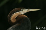 Afrikaanse slangenhalsvogel (Anhinga rufa)