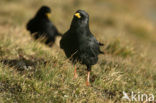 Alpenkauw (Pyrrhocorax graculus)