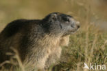 Alpine Marmot (Marmota marmota)