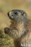 Alpine Marmot (Marmota marmota)