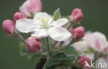 Apple (Malus domesticus)