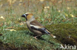 Appelvink (Coccothraustes coccothraustes)