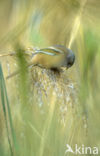 Bearded Reedling (Panurus biarmicus)
