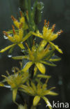 Bog Asphodel (Narthecium ossifragum)