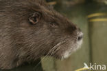 Beverrat (Myocastor coypus)