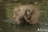 Beverrat (Myocastor coypus)