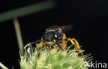 Bijenwolf (Philanthus triangulum)