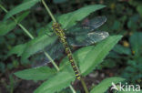 Blauwe glazenmaker (Aeshna cyanea)