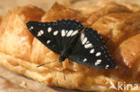 Southern White Admiral (Limenitis reducta)