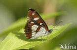 Blauwe ijsvogelvlinder (Limenitis reducta)