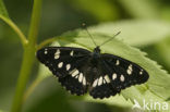 Blauwe ijsvogelvlinder (Limenitis reducta)