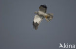 Northern Harrier