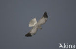 Northern Harrier