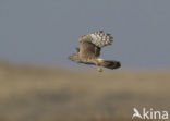 Northern Harrier