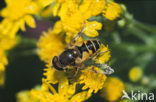 drone fly (Eristalis tenax)