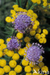 Blinde bij (Eristalis tenax)