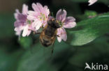 Blinde bij (Eristalis tenax)