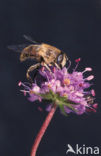 Blinde bij (Eristalis tenax)