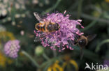 Blinde bij (Eristalis tenax)