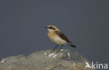 Black-eared Wheatear (Oenanthe hispanica)