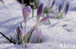 Boerenkrokus (Crocus tommasinianus)