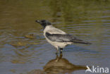 Bonte Kraai (Corvus cornix)