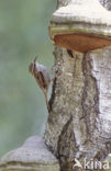 Short-toed Tree Creeper (Certhia brachydactyla)