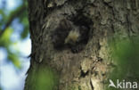 Pine Marten (Martes martes)