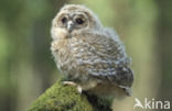 Tawny Owl (Strix aluco)