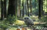 Tawny Owl (Strix aluco)