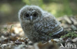 Tawny Owl (Strix aluco)