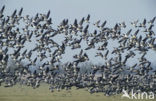 Barnacle Goose (Branta leucopsis)