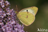 Bremvlinder (Colias myrmidone)