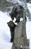 Bruine beer (Ursus arctos)