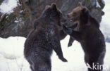 Bruine beer (Ursus arctos)