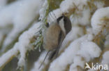 Bruinkopmees (Parus cinctus)