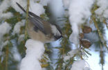 Bruinkopmees (Parus cinctus)